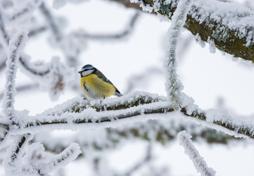 Blue tit on icy branches